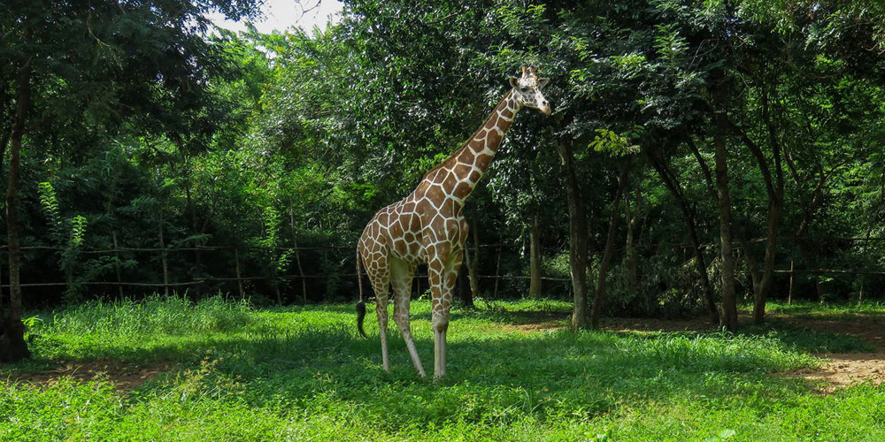 bhubaneswar-local-tour