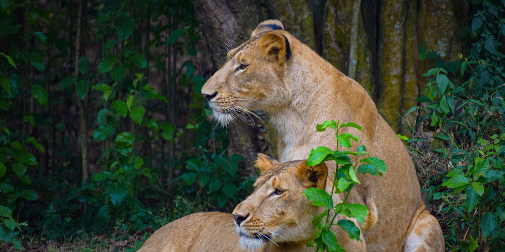 golden-triangle-of-odisha-tour-packages