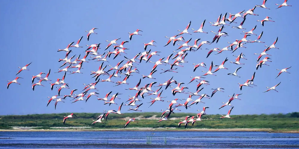 odisha-wildlife-and-birding-tour-package