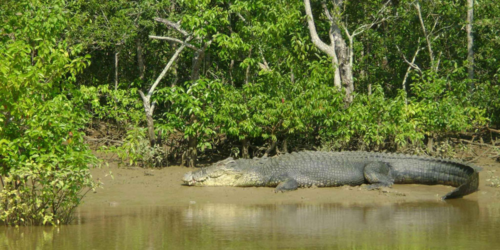 odisha-wildlife-and-birding-tours
